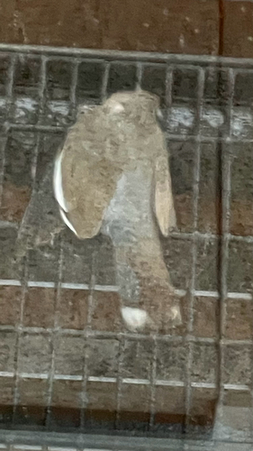White-winged Dove