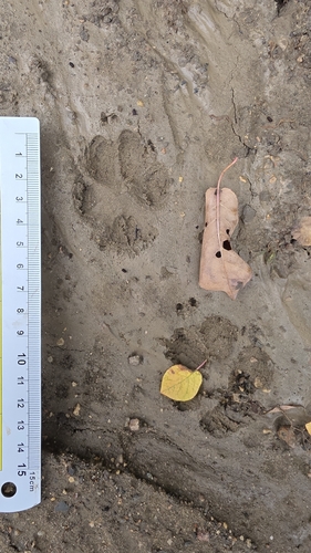 Coyote