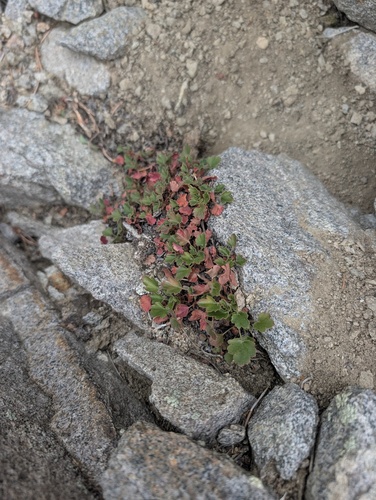 Heuchera rubescens, photograph 1