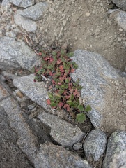 Heuchera rubescens