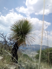 Dasylirion acrotrichum