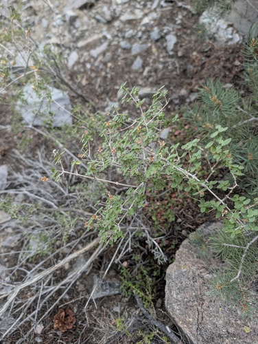 Philadelphus microphyllus, photograph 2