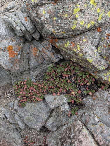 Heuchera rubescens, photograph 2