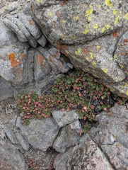 Heuchera rubescens, photograph (c) Trevor Van Loon, some rights reserved (CC BY)