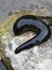 Haemopis sanguisuga