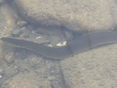 Haemopis sanguisuga