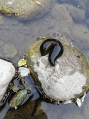 Haemopis sanguisuga