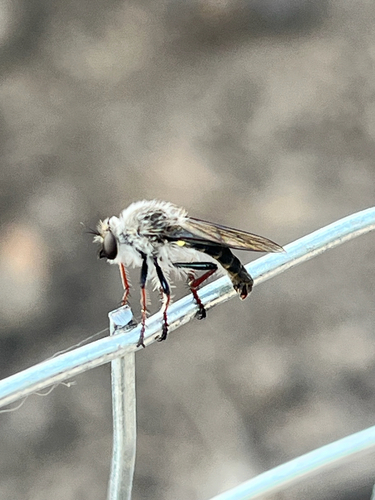 Oklahoma Twigsitter