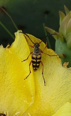 Typocerus sinuatus