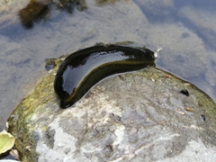 Haemopis sanguisuga