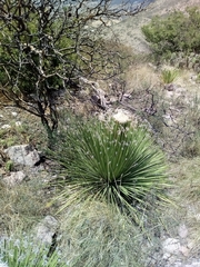 Dasylirion acrotrichum