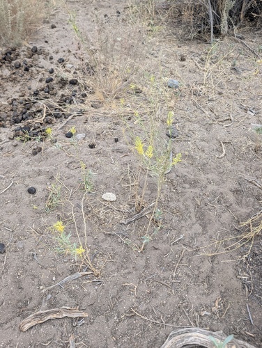 Stanleya pinnata, photograph 3
