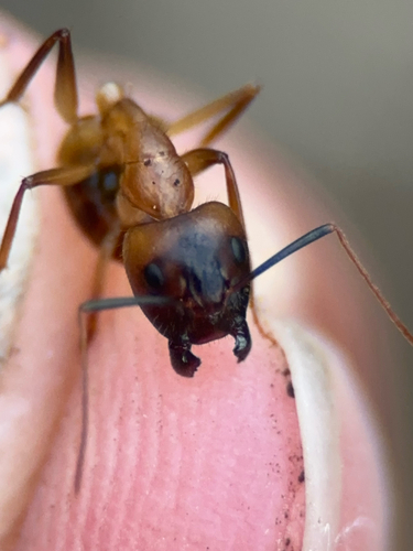 Camponotus festinatus