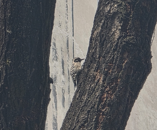 Ladder-backed Woodpecker