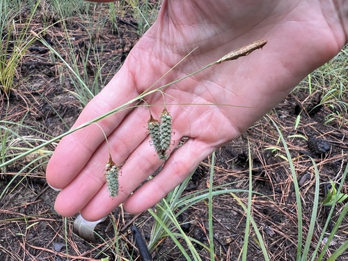 Carex glaucescens