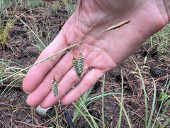 Carex glaucescens