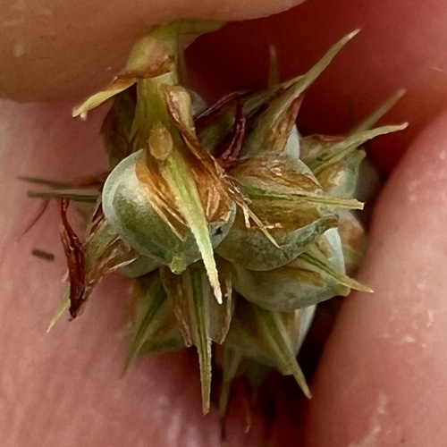 Carex glaucescens, photograph 1