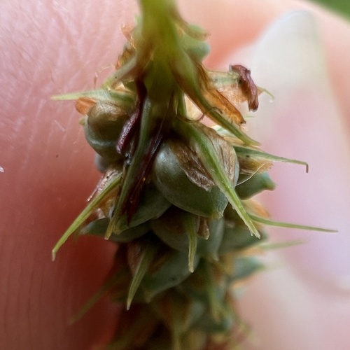 Carex glaucescens, photograph 2