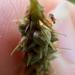 Carex glaucescens, photograph (c) Anne Parker, some rights reserved (CC BY)