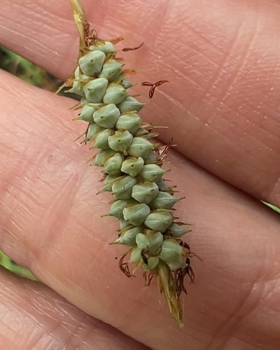Carex glaucescens, photograph 4