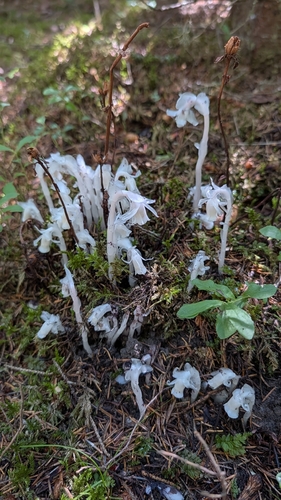 Ghost Pipe