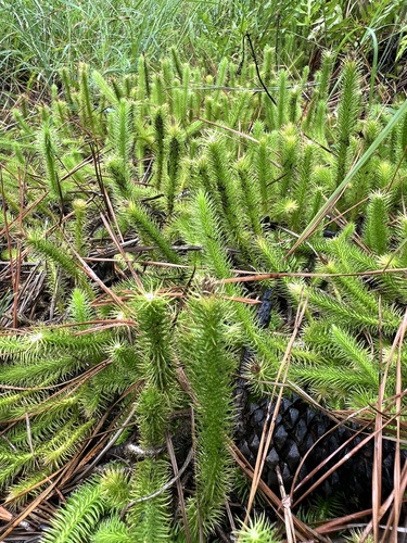 Lycopodiella alopecuroides, photograph 2