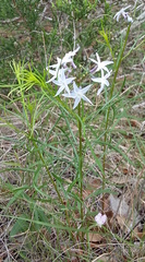 Amsonia ciliata texana