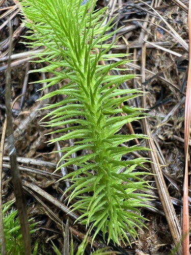 Lycopodiella alopecuroides, photograph 3