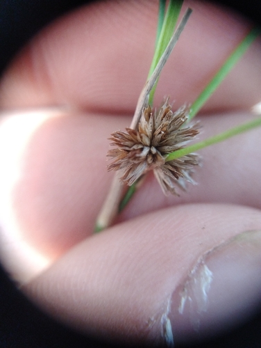 Juncus acuminatus observed 2026-09-06