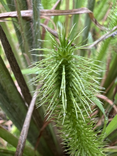 Lycopodiella alopecuroides, photograph 4