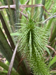 Lycopodiella alopecuroides, photograph (c) Anne Parker, some rights reserved (CC BY)
