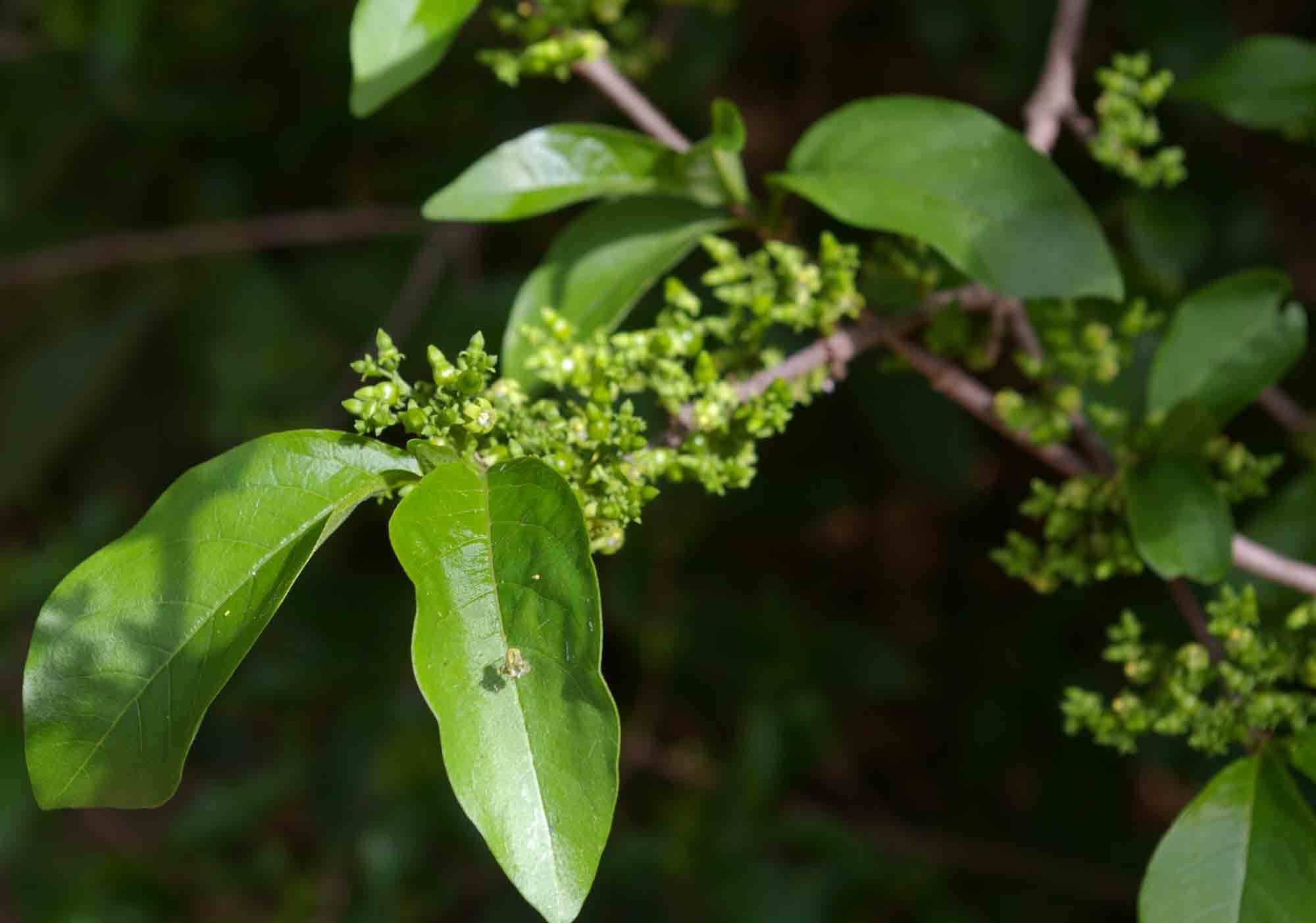 Vangueria