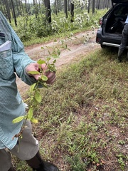 Eupatorium semiserratum
