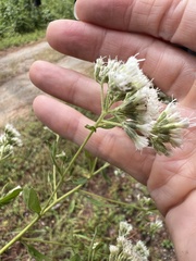 Eupatorium semiserratum, photograph (c) Anne Parker, some rights reserved (CC BY)