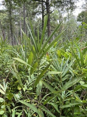 Arundinaria tecta, photograph (c) Anne Parker, some rights reserved (CC BY)