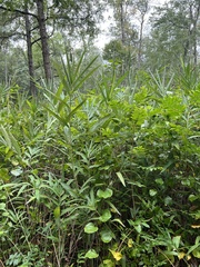 Arundinaria tecta, photograph (c) Anne Parker, some rights reserved (CC BY)