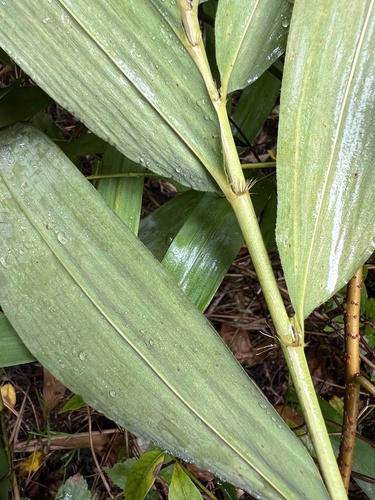 Arundinaria tecta, photograph 6