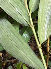 Arundinaria tecta, photograph (c) Anne Parker, some rights reserved (CC BY)