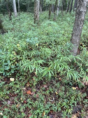 Arundinaria tecta, photograph (c) Anne Parker, some rights reserved (CC BY)