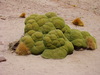 Yareta - Photo (c) Barna Takats, some rights reserved (CC BY-NC), uploaded by Barna Takats