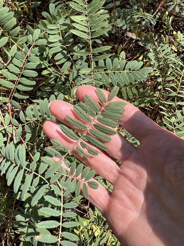 Tephrosia virginiana, photograph 2