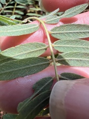 (c) Anne Parker, some rights reserved (CC BY) Tephrosia virginiana, photograph (c) Anne Parker, some rights reserved (CC BY)