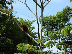 Alouatta sara
