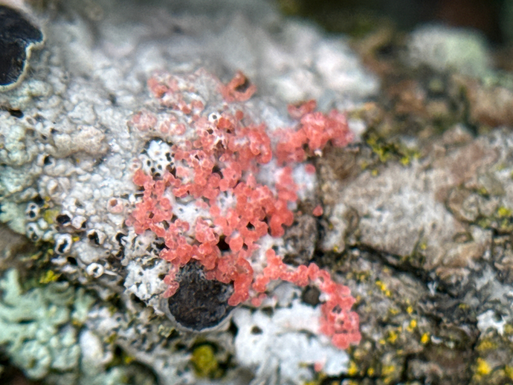 Marchandiomyces corallinus · September 2026 · photo: Photo: (c) Serenella Linares, some rights reserved (CC BY) · iNaturalist