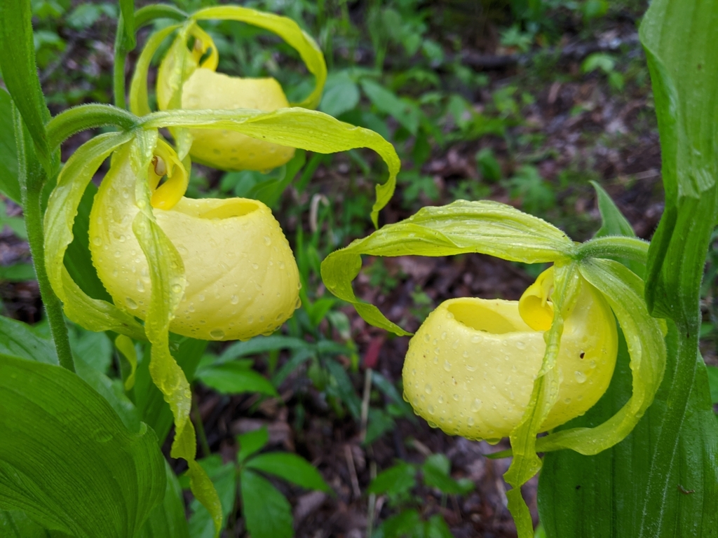 Cypripedium kentuckiense C.F.Reed 2