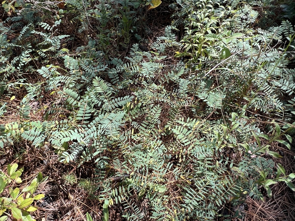 Tephrosia virginiana; photograph (c) Anne Parker, some rights reserved (CC BY)