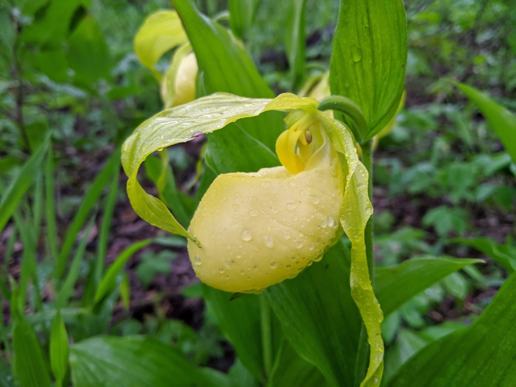 Cypripedium kentuckiense C.F.Reed 3