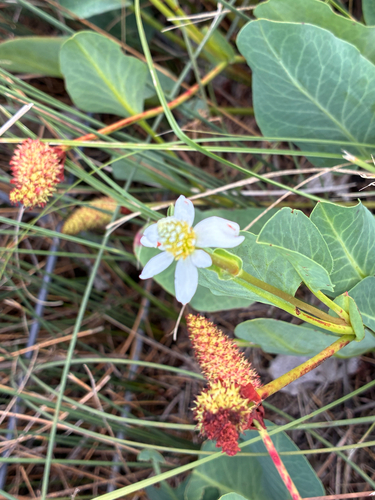 Yerba Mansa