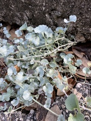 Dichondra argentea