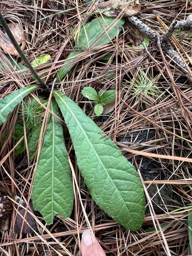 Elephantopus nudatus, photograph 5